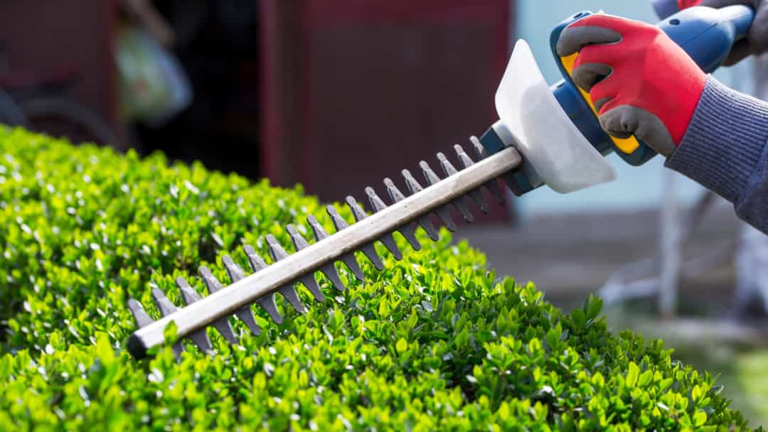 Hedge Trimming Melbourne | Commercial & Residential Hedge Pruning Services