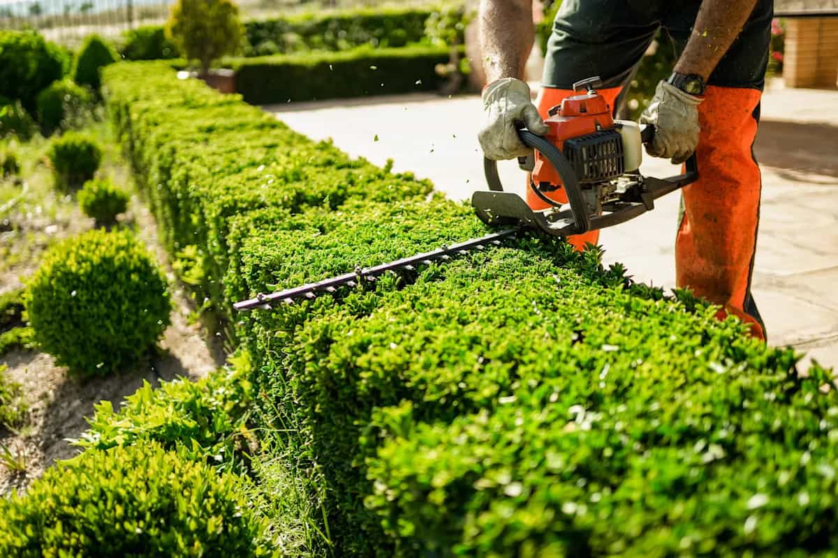 NDIS hedge trimming Melbourne
