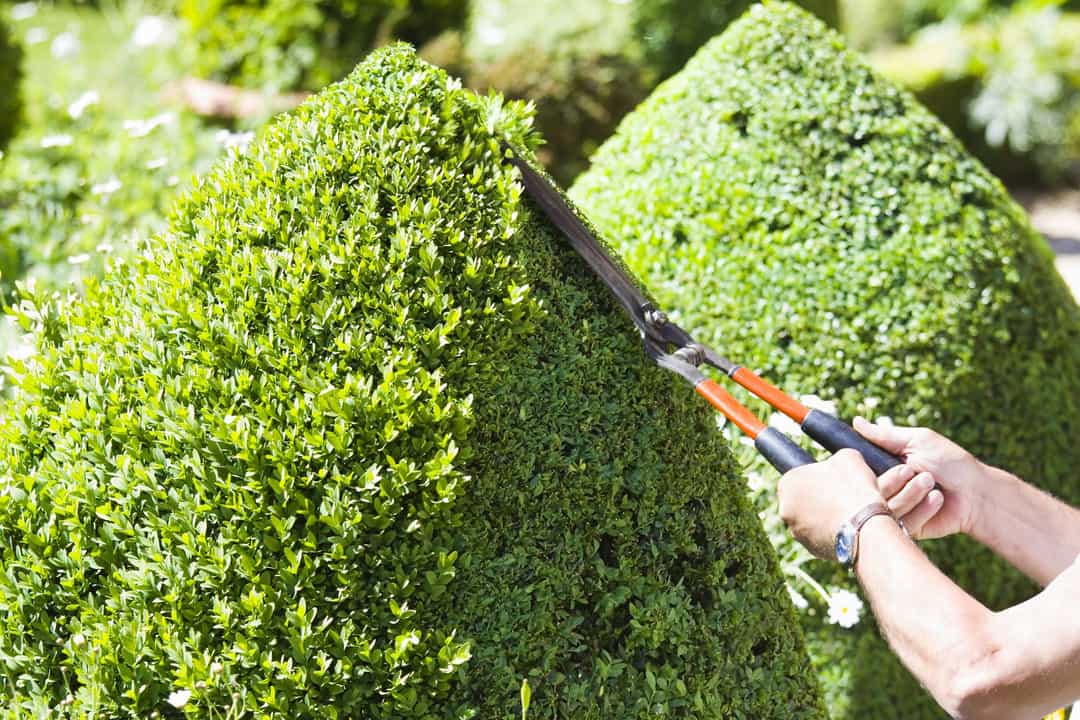 Hedge Trimming Melbourne | Commercial & Residential Hedge Pruning Services