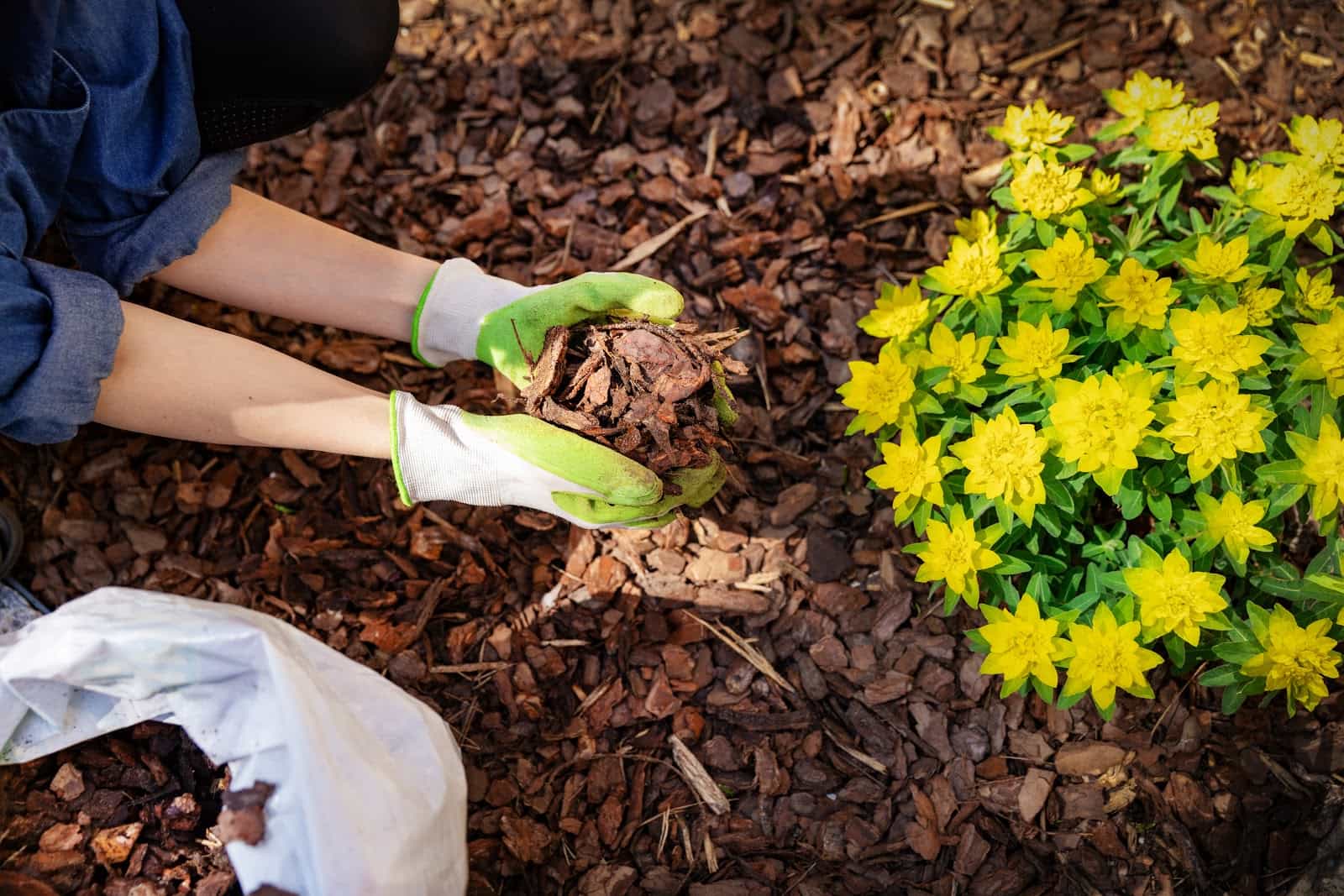 Tree mulching Melbourne